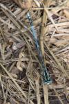Platycnemis pennipes