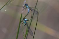 Ischnura elegans