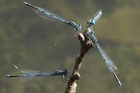 Erythromma lindenii