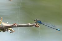Erythromma viridulum