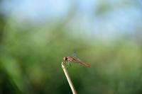 Sympetrum meridionale