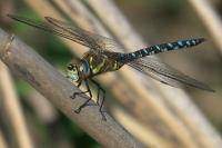 Aeshna mixta