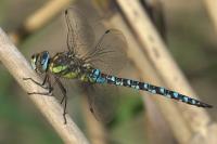 Aeshna mixta
