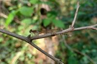 Sympecma fusca