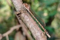 Sympecma fusca
