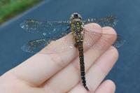 Aeshna mixta