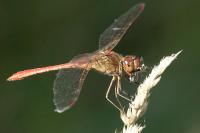Sympetrum meridionale
