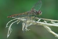 Sympetrum sanguineum