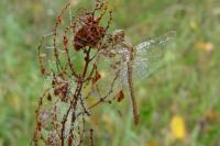 Sympetrum meridionale