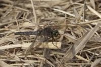 Orthetrum cancellatum