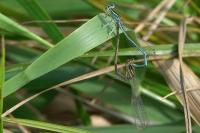 Platycnemis pennipes