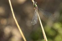 Chalcolestes viridis