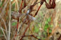 Lestes barbarus