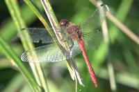 Sympetrum sanguineum