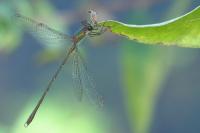 Chalcolestes viridis