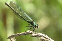 Calopteryx splendens