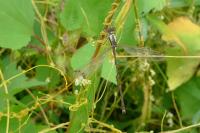 Lestes barbarus