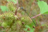 Lestes virens