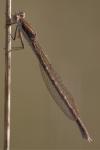 Sympecma fusca