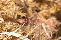 Sympetrum meridionale