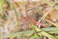 Sympetrum meridionale