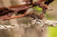 Sympetrum meridionale