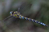 Aeshna cyanea