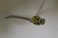Aeshna cyanea