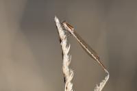 Sympecma fusca