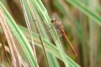 Sympetrum meridionale