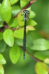 Coenagrion puella