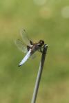 Libellula depressa