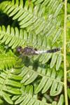 Leucorrhinia caudalis