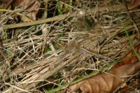 Sympetrum striolatum