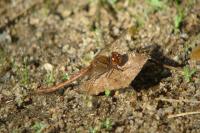 Sympetrum striolatum