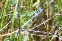 Erythromma lindenii