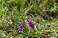 Sympetrum sanguineum