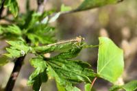 Platycnemis pennipes