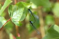 Ischnura elegans