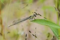 Platycnemis pennipes
