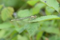 Platycnemis pennipes