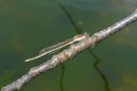 Sympecma fusca
