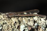 Sympecma fusca