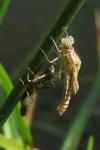 Pyrrhosoma nymphula