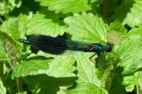 Calopteryx splendens
