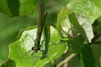 Calopteryx splendens