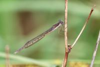 Sympecma fusca