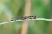Ischnura elegans