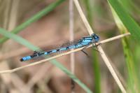 Enallagma cyathigerum