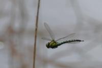 Brachytron pratense
